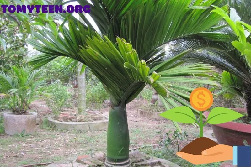 Các giống cây cau cảnh phổ biến và cách lựa chọn cây phù hợp