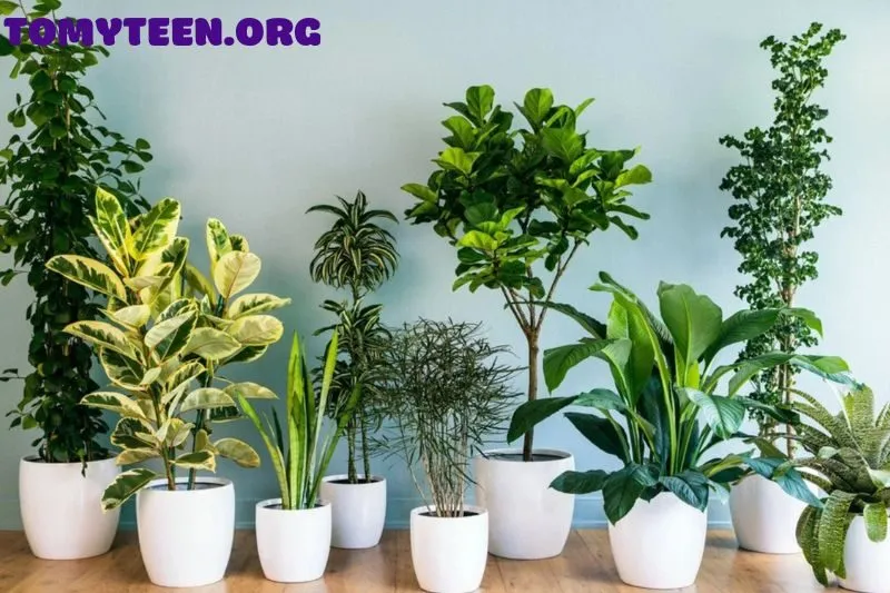 Các loại cây cảnh phong thủy phổ biến và ý nghĩa của chúng