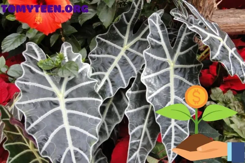 Các loại cây Đế Vương và cách lựa chọn cây phù hợp