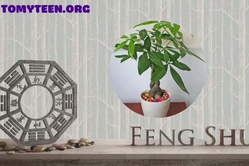 Các loại cây kim ngân phổ biến và giá bán