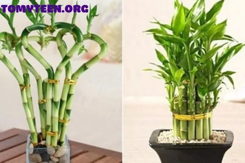 Các loại cây phát tài phổ biến và ý nghĩa phong thuỷ