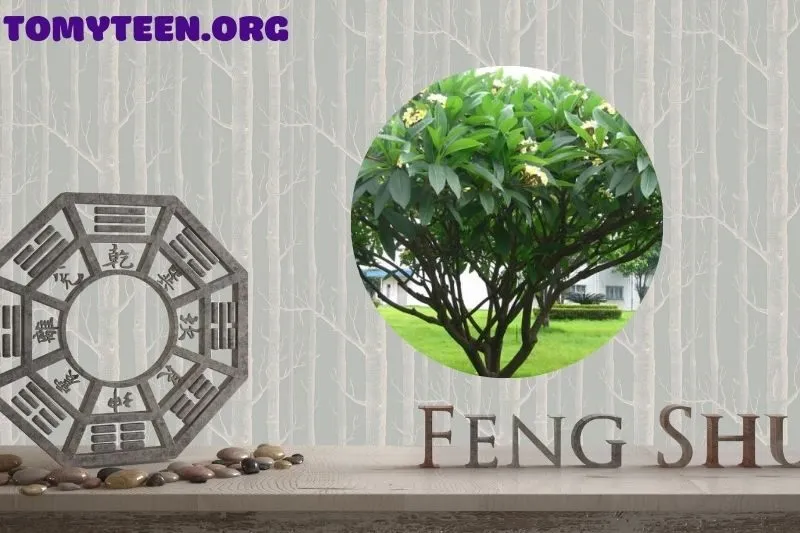 Các loại cây sứ đại phổ biến và đặc điểm nổi bật của chúng