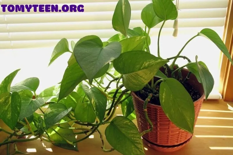 Các Loại Cây Trầu Bà Phong Thuỷ Phổ Biến