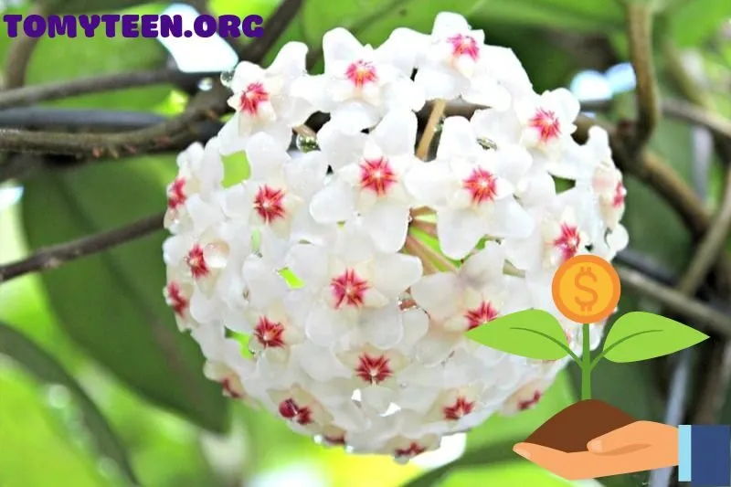 Các Loại Hoa Lan Ở Việt Nam