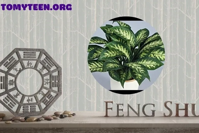 Cách Bài Trí Cây Vạn Niên Thanh Trong Nhà