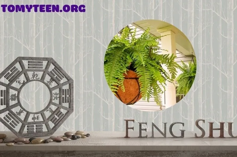 Cách bố trí cây dương xỉ phong thủy trong không gian nội thất và ngoại thất