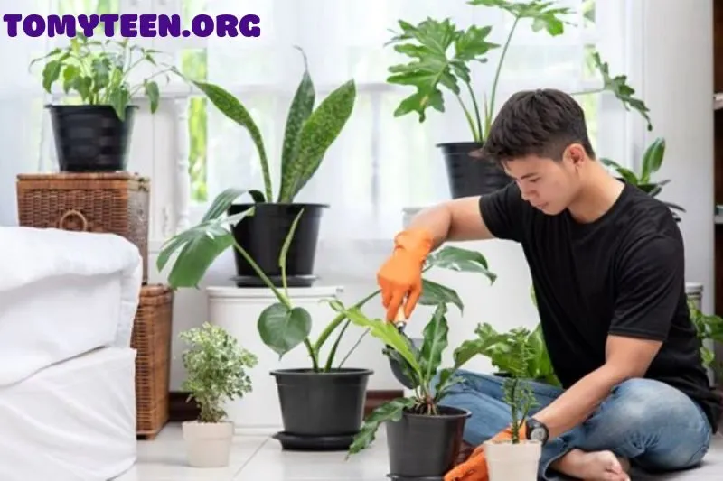 Cách chăm sóc cây cảnh phong thủy để cây luôn xanh tốt