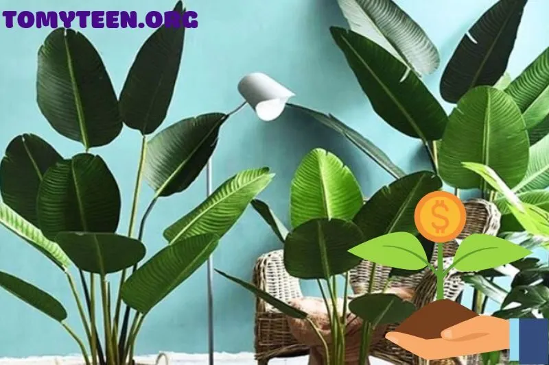 Cách Chăm Sóc Cây Chuối Cảnh Để Luôn Xanh Tươi