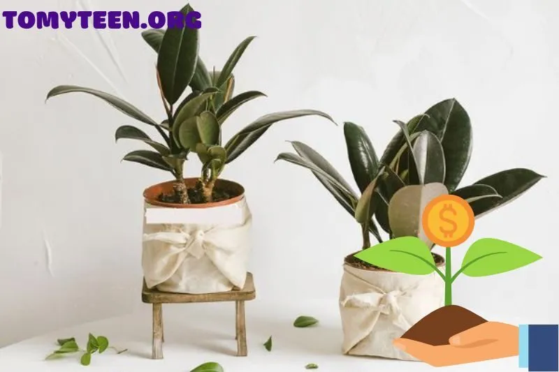 Cách chăm sóc cây đa búp đỏ đúng cách