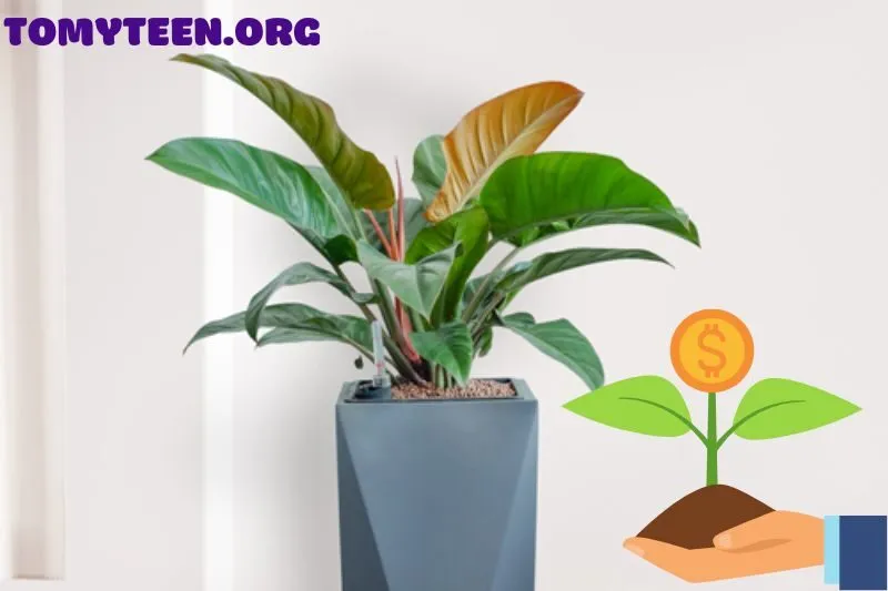 Cách chăm sóc cây Đế Vương để cây luôn xanh tốt