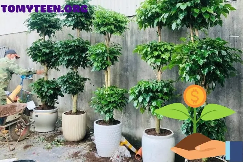 Cách chăm sóc cây hạnh phúc để cây luôn khỏe mạnh