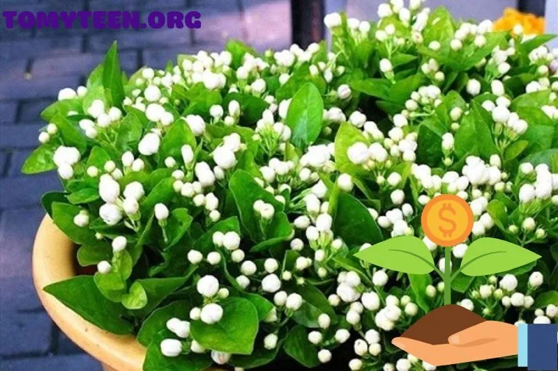 Cách chăm sóc cây hoa nhài để phát triển và nở hoa đều