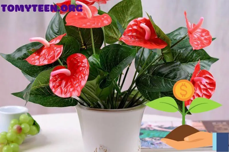 Cách chăm sóc cây hồng môn để đảm bảo phong thuỷ tốt nhất