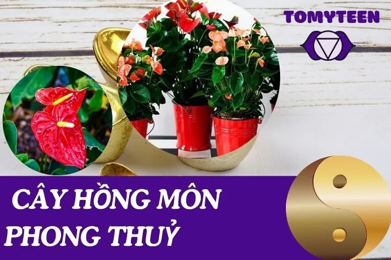 Cây hồng môn phong thuỷ