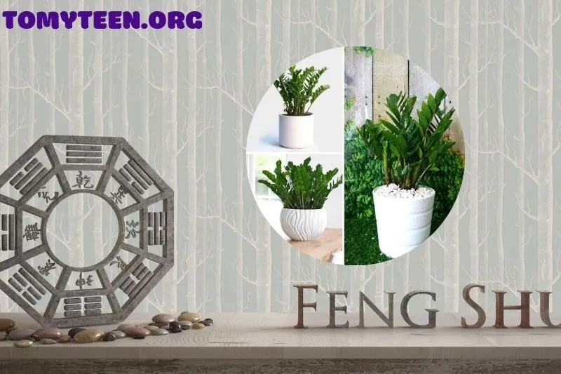 Cách chăm sóc cây kim tiền để luôn xanh tốt