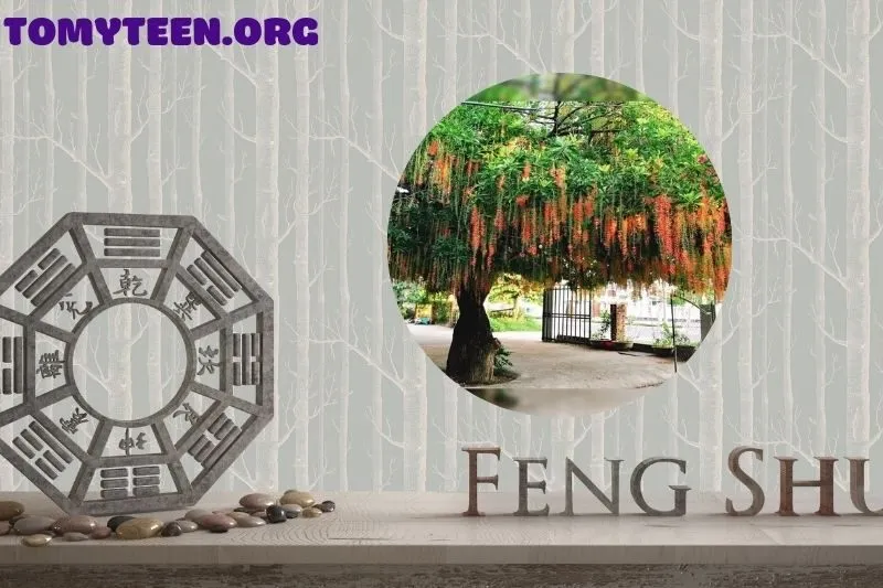 Cách Chăm Sóc Cây Lộc Vừng Để Phát Huy Hiệu Quả Phong Thuỷ