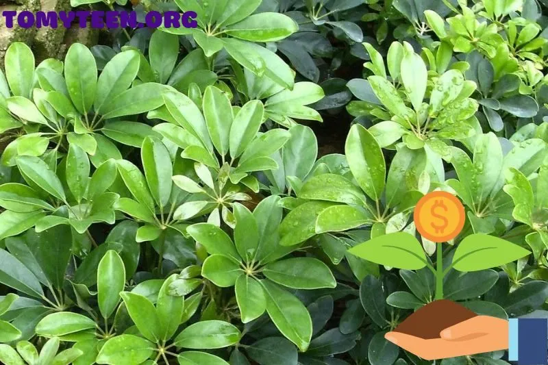 Cách chăm sóc cây ngũ gia bì xanh tốt quanh năm