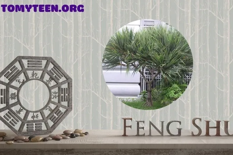 Cách Chăm Sóc Cây Phất Dụ Hiệu Quả