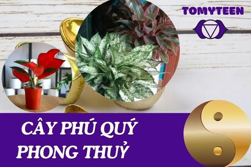 Cách Chăm Sóc Cây Phú Quý Phong Thuỷ Và Ý Nghĩa Tài Lộc