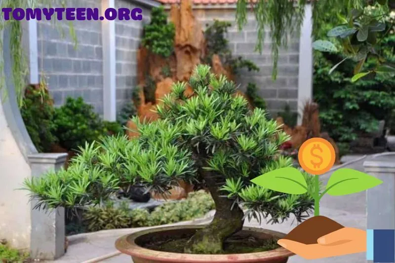 Cách chăm sóc cây tùng bách đúng cách