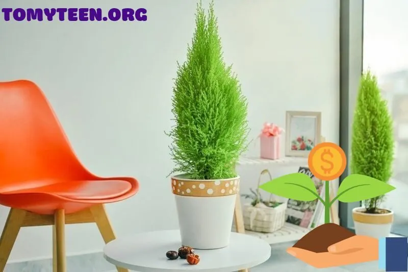 Cách chăm sóc cây tùng thơm để luôn xanh tốt