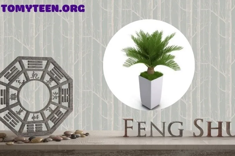 Cách chăm sóc cây vạn tuế để luôn xanh tốt