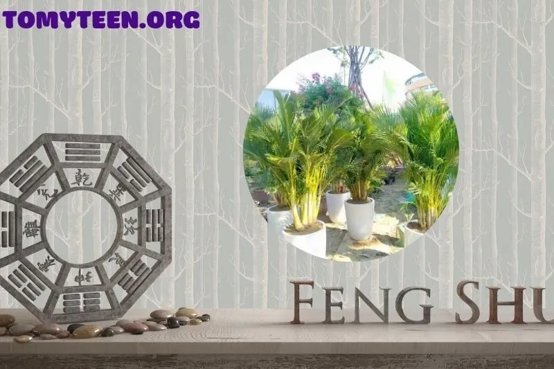 Cách chọn cây dừa cảnh phù hợp với phong thủy