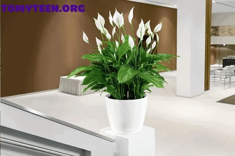 Cách chọn cây lan ý phù hợp với phong thủy