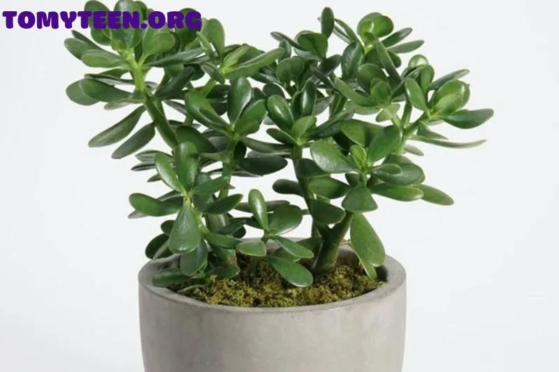 Cách chọn cây ngọc bích phù hợp với mệnh và tuổi