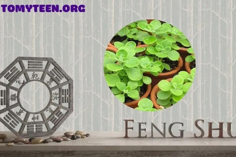 Cách chọn cây sen thơm phù hợp phong thủy