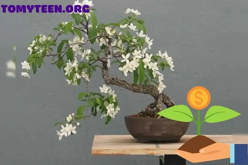 Cách chọn và chăm sóc cây nguyệt quế phong thủy