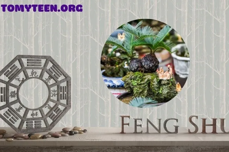 Cách chọn vị trí đặt cây vạn tuế hợp phong thủy