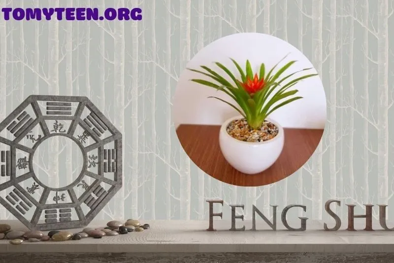 Cách đặt cây dứa cảnh nến để tăng tài lộc và may mắn