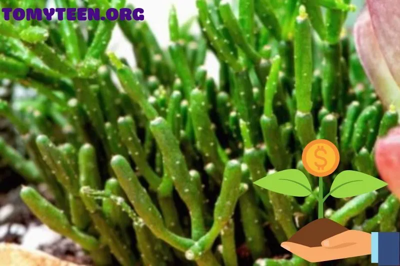 Cách Đặt Cây Lộc Nhung Trong Nhà Để Tăng Tài Lộc