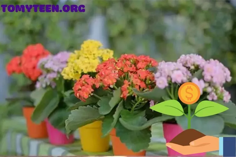 Cách Đặt Cây Sống Đời Để Tăng Phong Thủy Tốt Nhất