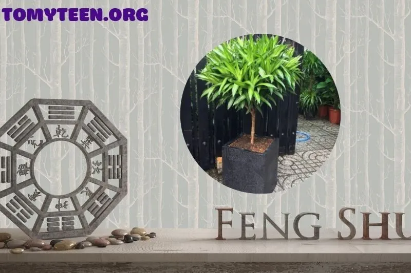 Cách đặt cây trúc bách hợp trong nhà để tăng cường phong thủy