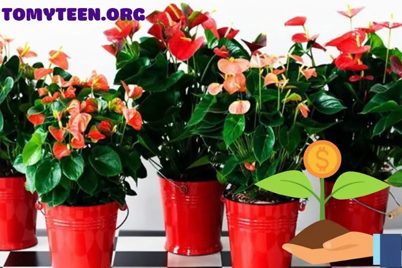 Cách lựa chọn và mua cây hồng môn phù hợp