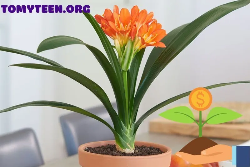 Cách trồng cây lan quân tử để hoa nở đẹp