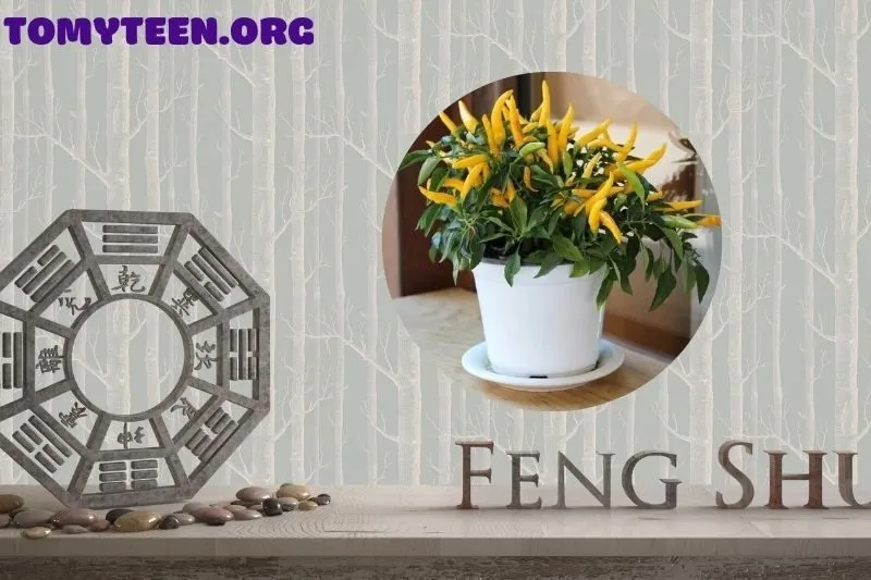 Cách trồng cây ớt phong thủy để thu hút tài lộc