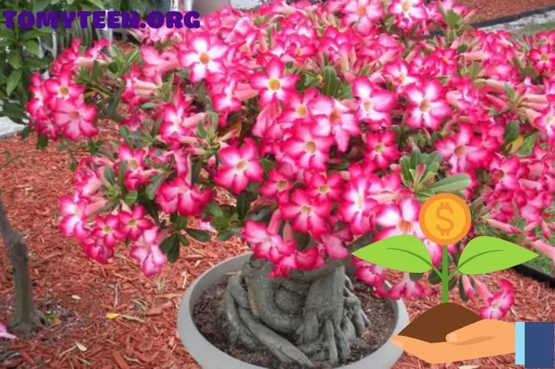 Cách trồng cây sứ thái để thu hút tài lộc và may mắn