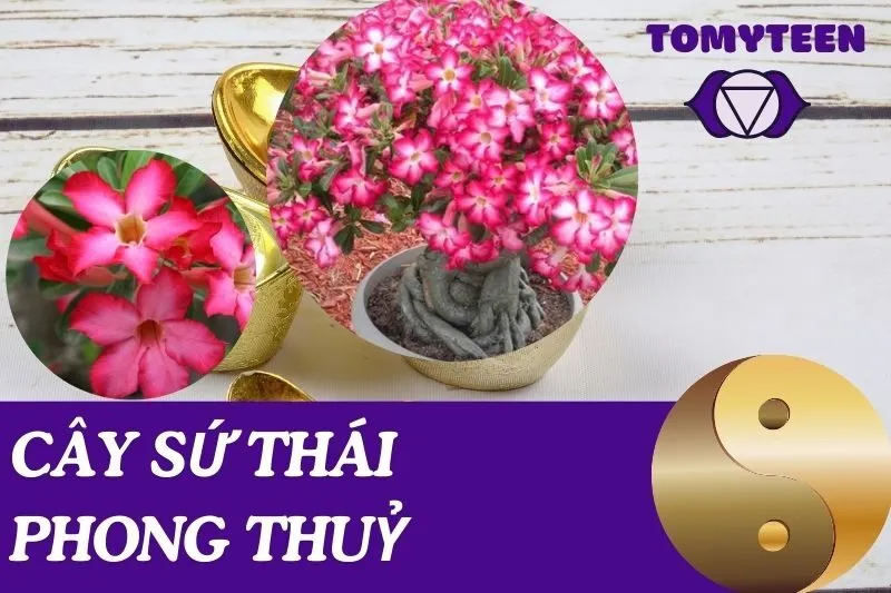 Cách Trồng Cây Sứ Thái Phong Thuỷ Thu Hút Tài Lộc