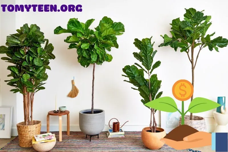 Cách trồng và chăm sóc cây bàng Singapore