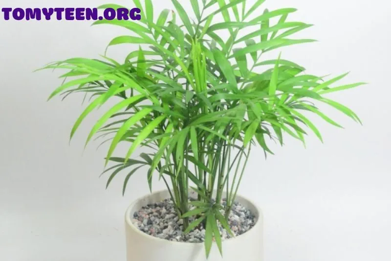 Cách Trồng Và Chăm Sóc Cây Cau Tiểu Trâm