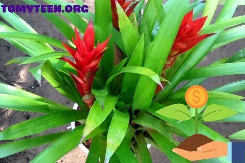 Cách trồng và chăm sóc cây dứa cảnh nến tại nhà