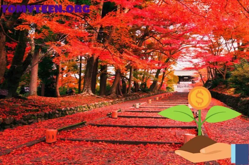 Cách Trồng Và Chăm Sóc Cây Phong Lá Đỏ