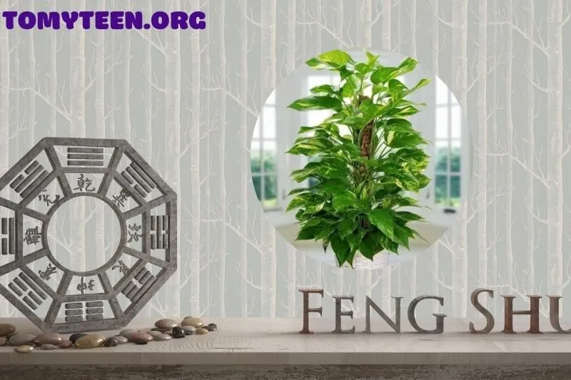 Cách trồng và chăm sóc cây trầu không để phát huy tối đa phong thủy