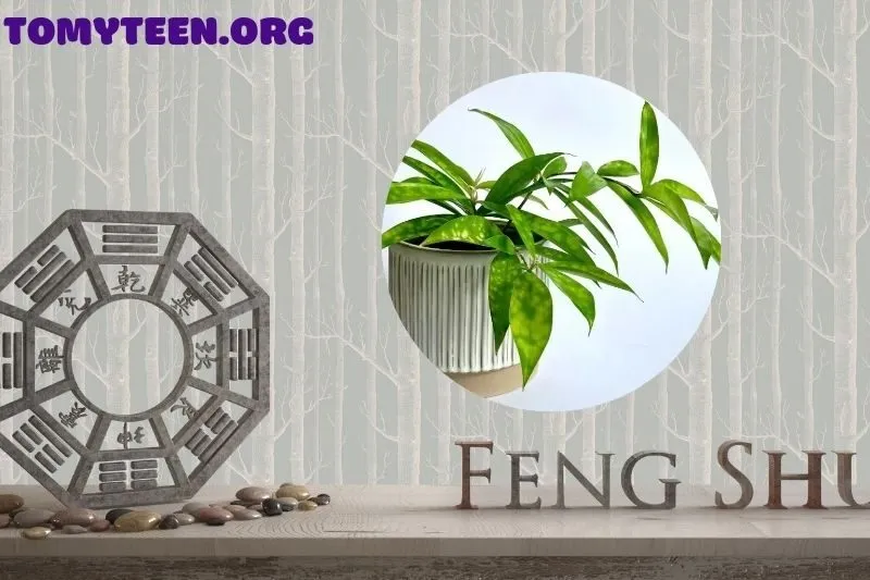 Cách trồng và chăm sóc cây trúc Nhật đúng cách