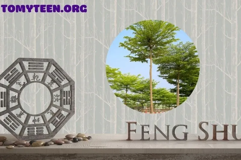 Cây Bàng Đài Loan hợp mệnh gì?