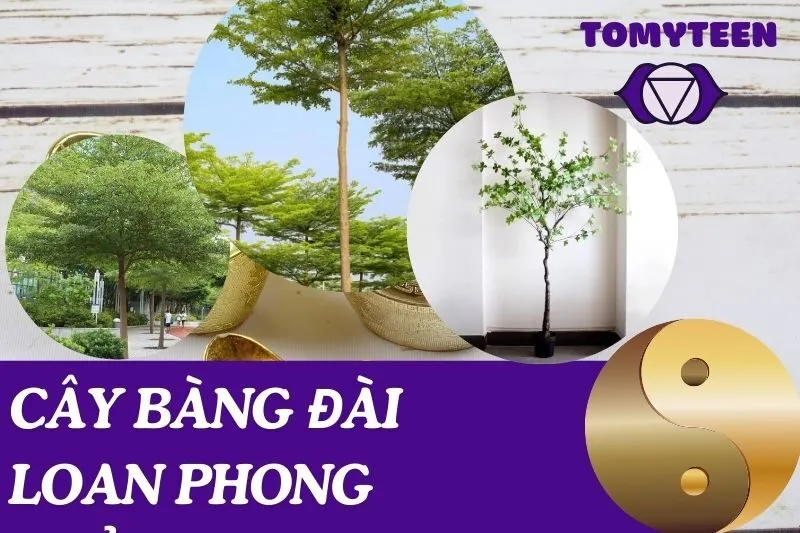 Cây bàng Đài Loan phong thủy