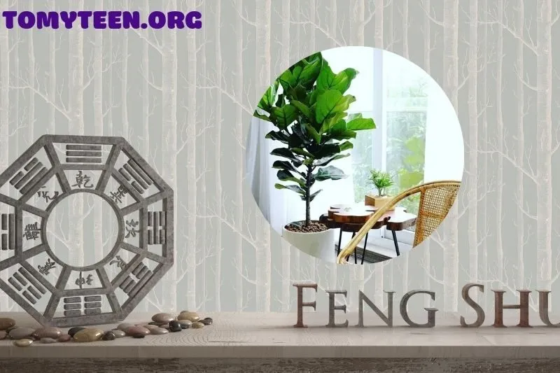 Cây bàng Singapore và không gian sống xanh